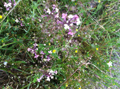 Triphysaria versicolor