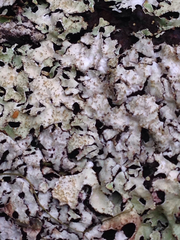 Parmelia pseudosulcata