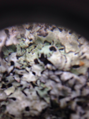 Parmelia pseudosulcata