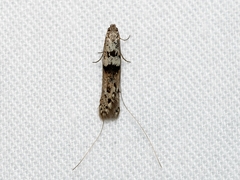 Ceromitia iolampra