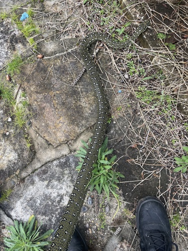 Diamond Python sighting