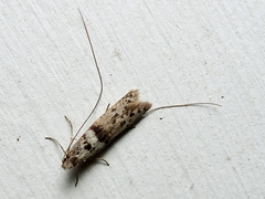 Ceromitia iolampra