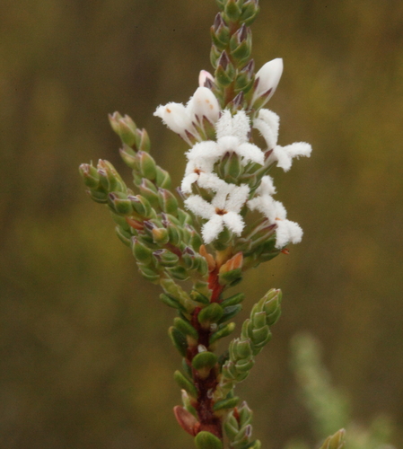 Leucopogon carinatus, 2017-04-15