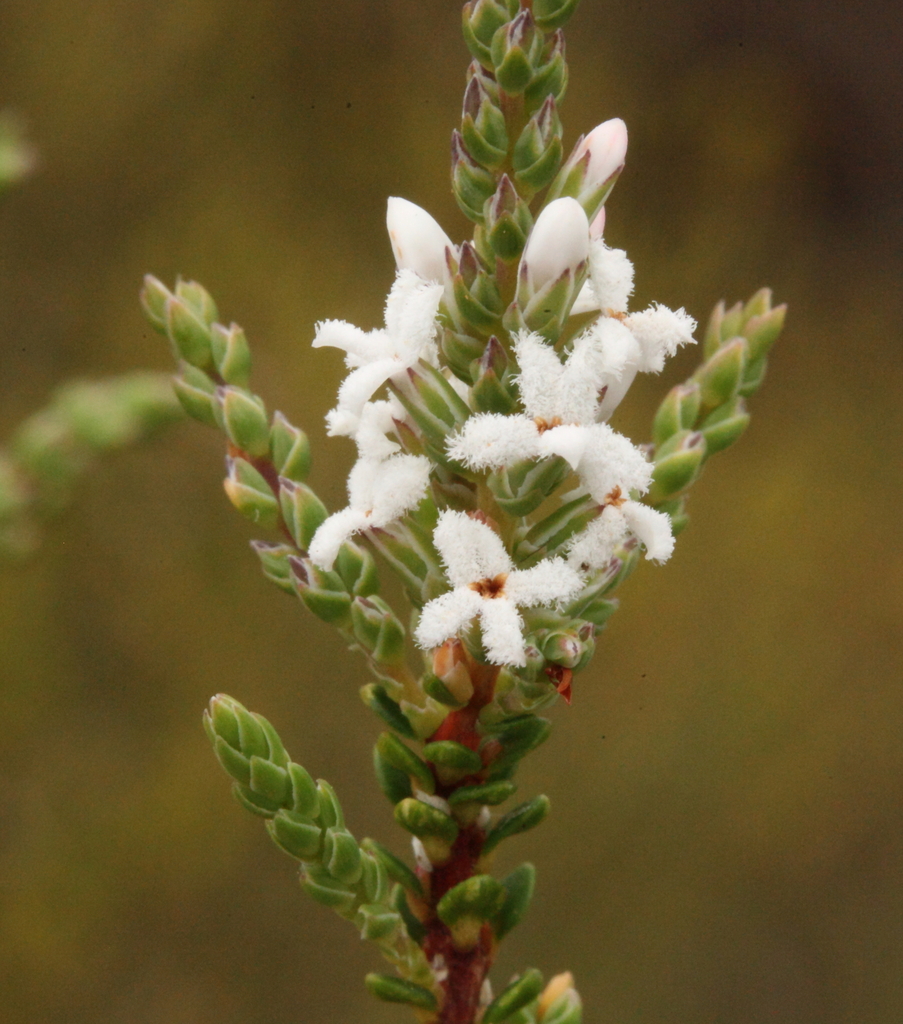 Leucopogon carinatus