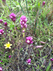 Castilleja densiflora densiflora