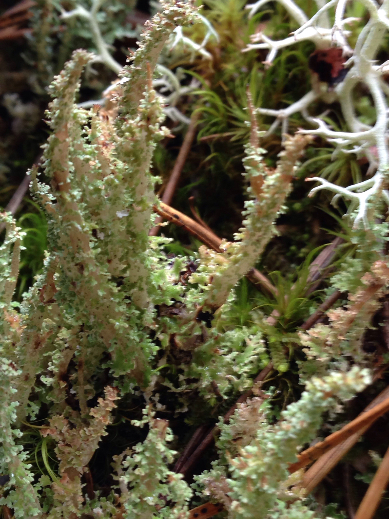 Cladonia squamosa image