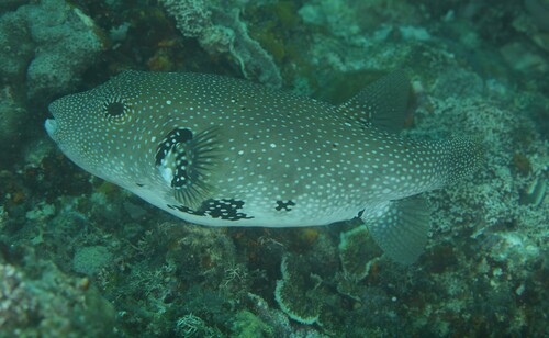 Bluespotted puffer (Arothron caeruleopunctatus) — Tetraodontidae — 5