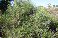 Baccharis articulata