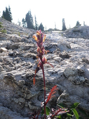 Pedicularis bracteosa