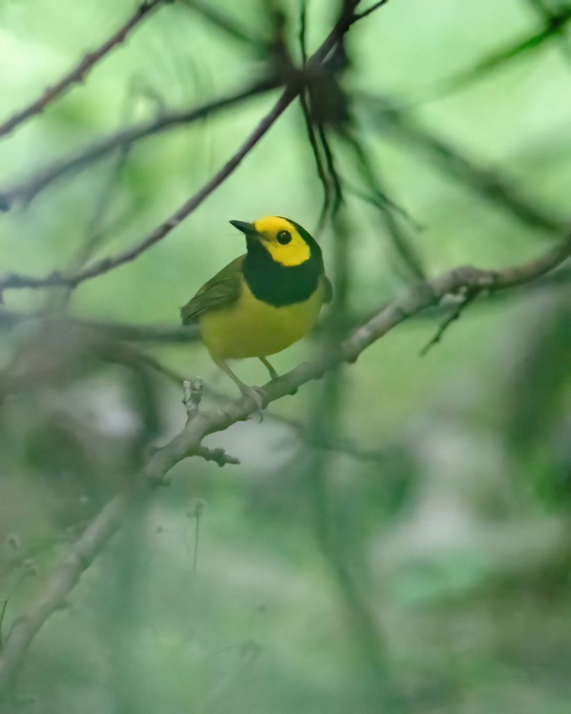 Hooded Warbler from Mills Pond Recreation Area, Austin, TX, US on May 4 ...