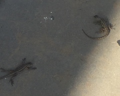 Sceloporus occidentalis