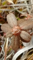 Rhododendron lapponicum