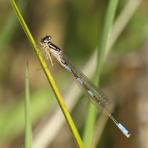 Taiga Bluet