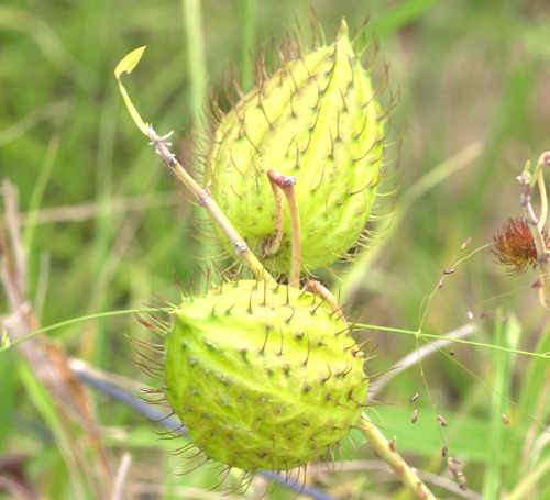 Narrow-leaf Cotton Bush