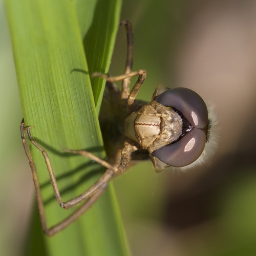 Baskettails photographed in Minnesota