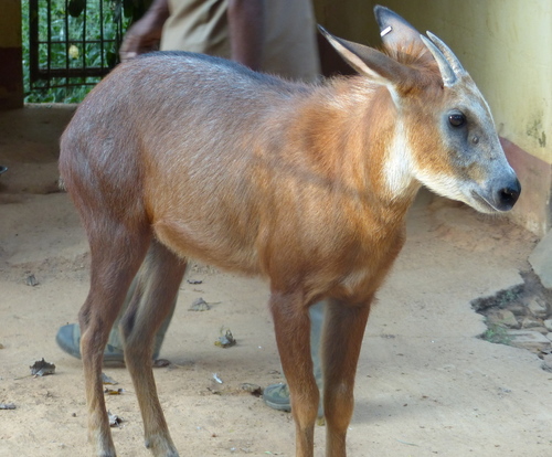 Red Serow (Capricornis rubidus) — Vulnerable Mammalia
