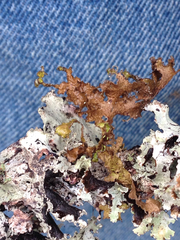 Tuckermanopsis platyphylla