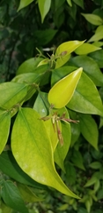 Jasminum nitidum