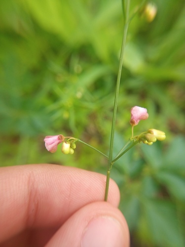 Cardiospermum anomalum