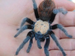 Brachypelma albiceps