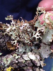 Platismatia stenophylla