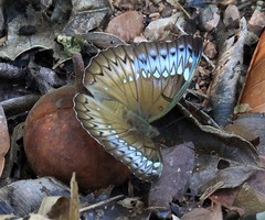 Bassarona teuta rayana
