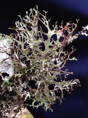 Platismatia stenophylla