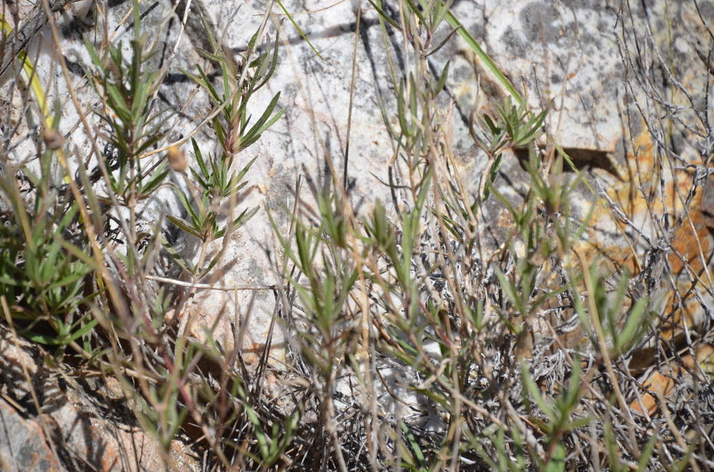 Zexmenia buphtalmiflora; photograph (c) Lauu, some rights reserved (CC BY)