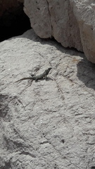 Iguanidae