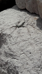 Iguanidae