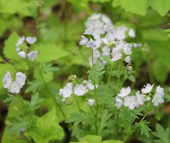 Phacelia purshii