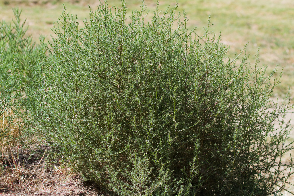 tumbleweed (Invasive Species of Texas) · iNaturalist