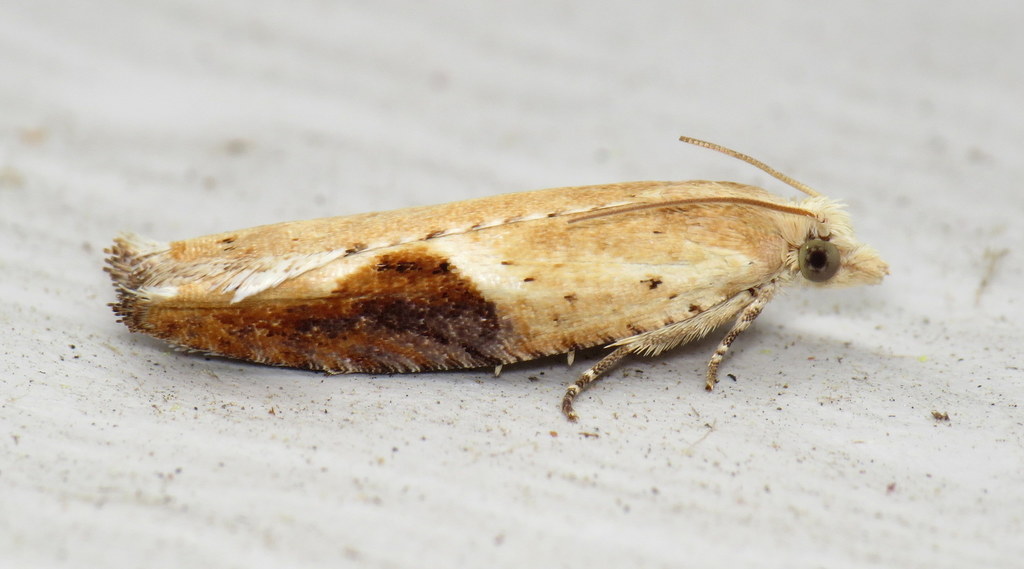 Pseudexentera costomaculana