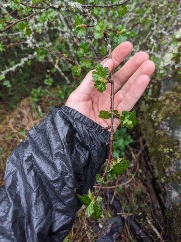 Image of Appalachian Gooseberry by (c) Alaina Krakowiak, some rights reserved (CC BY)
