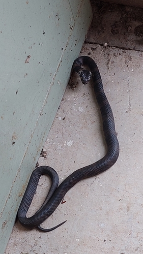 Stephens' Banded Snake sighting