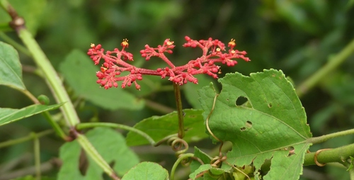 Cissus erosa