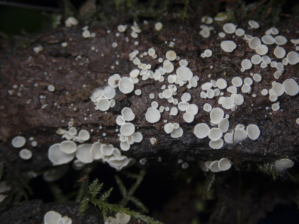 Lachnum from Balook VIC 3971, Australia on May 23, 2021 at 03:50 PM by ...