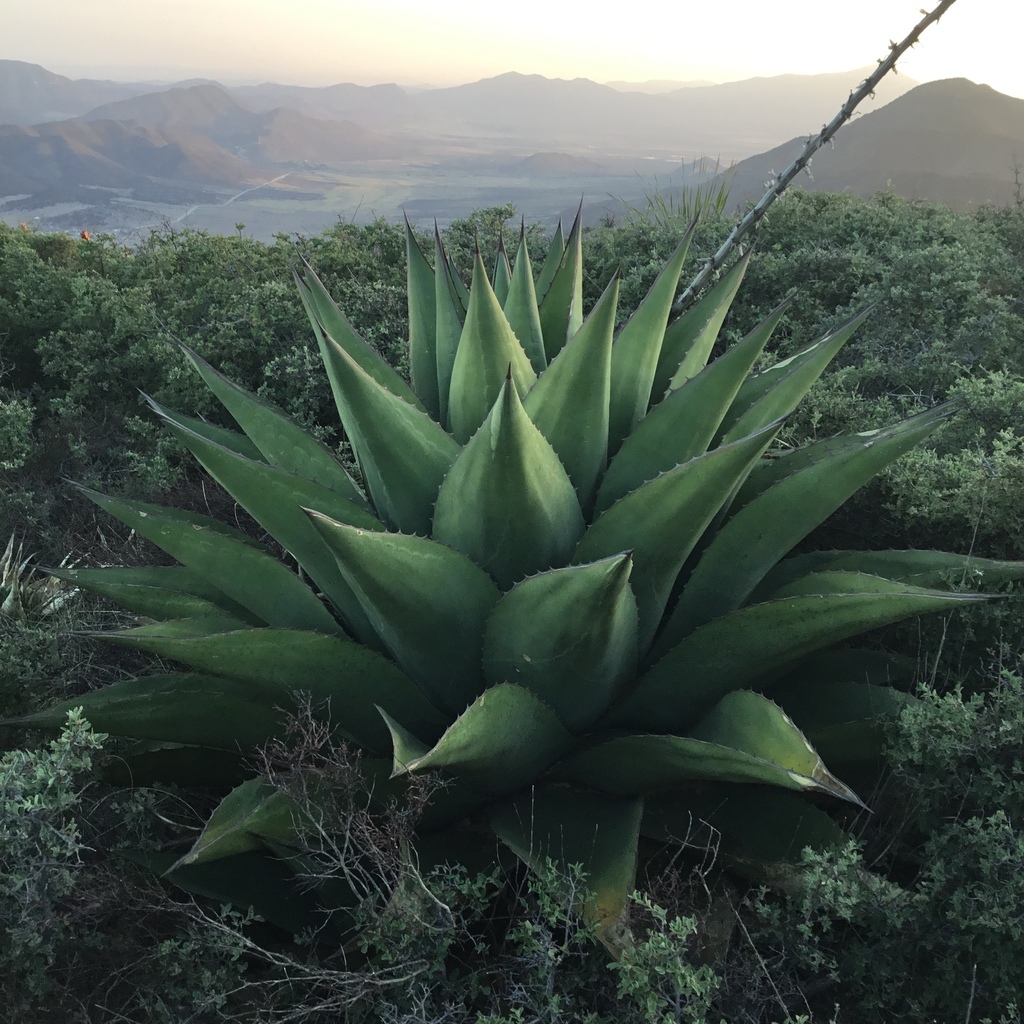 Agave gentryi
