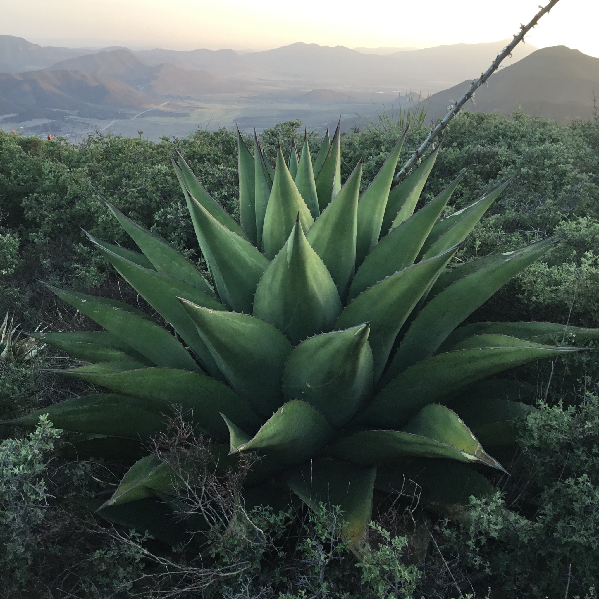 Agave gentryi  iNaturalist