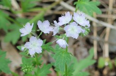 Phacelia purshii