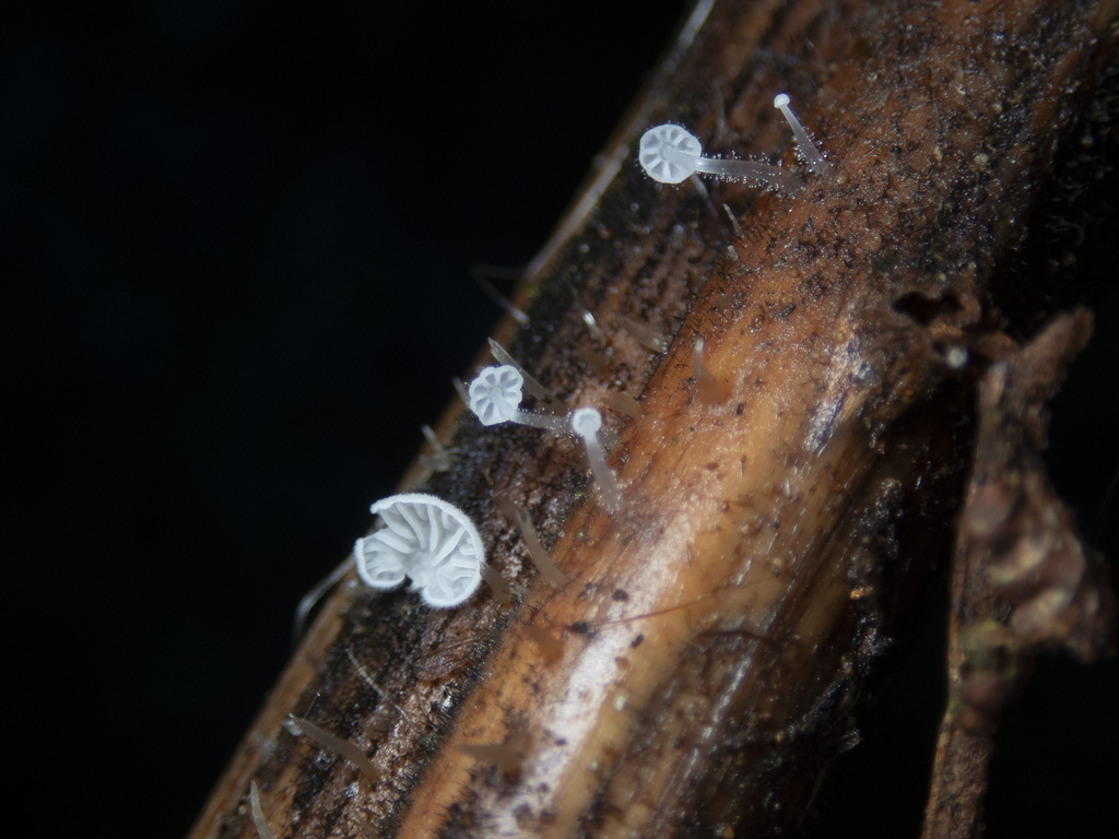 Bonnets from Balook VIC 3971, Australia on May 23, 2021 at 03:52 PM by ...