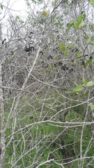 Microlobius foetidus