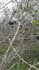 Microlobius foetidus