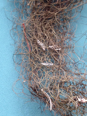 Bryoria pseudofuscescens