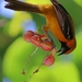 Orange Oriole - Photo (c) Pedro D. Yuit Mex, some rights reserved (CC BY-NC), uploaded by Pedro D. Yuit Mex