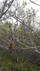 Piptadenia obliqua