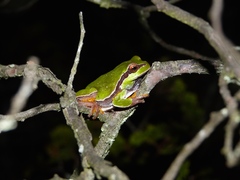 Hyla andersonii