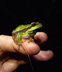 Hyla andersonii