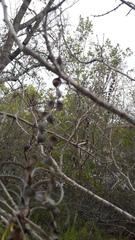 Piptadenia obliqua