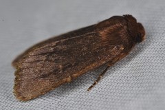 Bityla defigurata